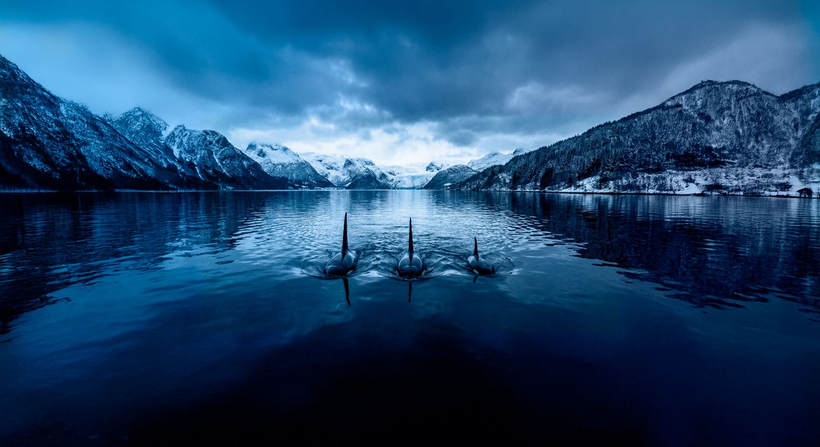 Orcas